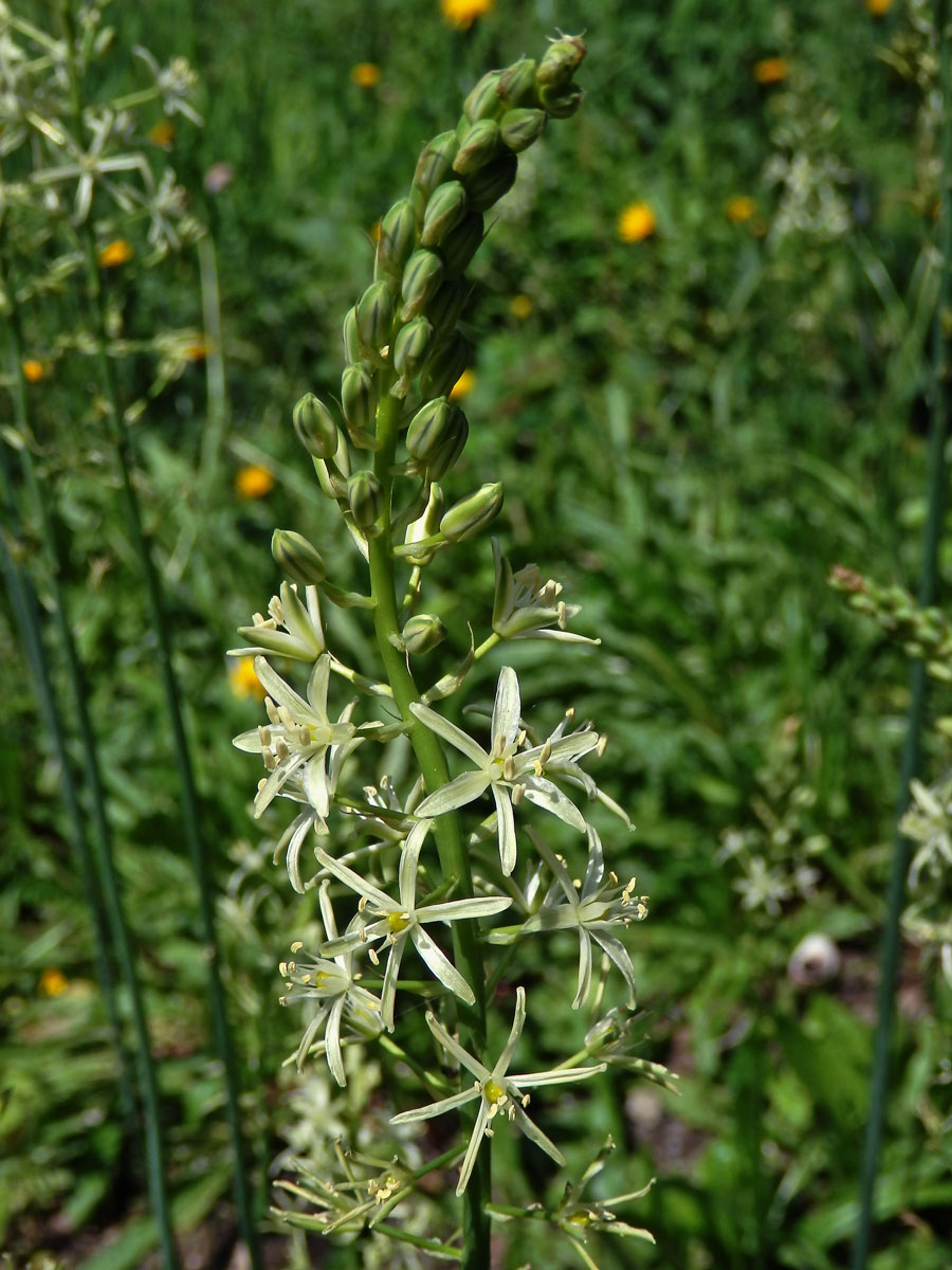 Snědek pyrenejský (Ornithogalum pyrenaicum L.)