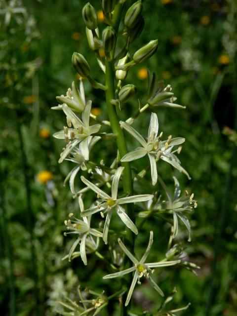 Snědek pyrenejský (Ornithogalum pyrenaicum L.)