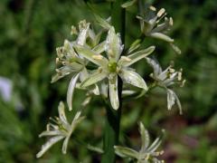 Snědek pyrenejský (Ornithogalum pyrenaicum L.)