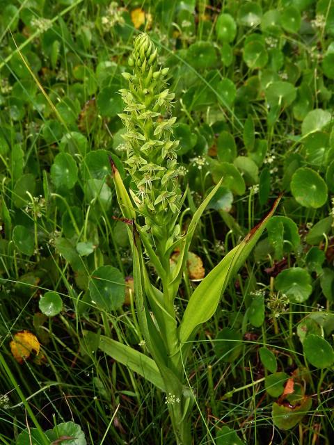 Habenaria repens Nutt.