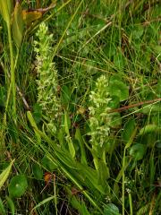 Habenaria repens Nutt.