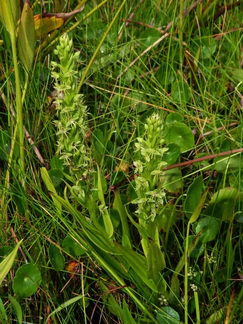 Habenaria repens Nutt.