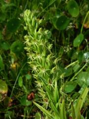 Habenaria repens Nutt.