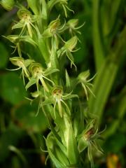 Habenaria repens Nutt.