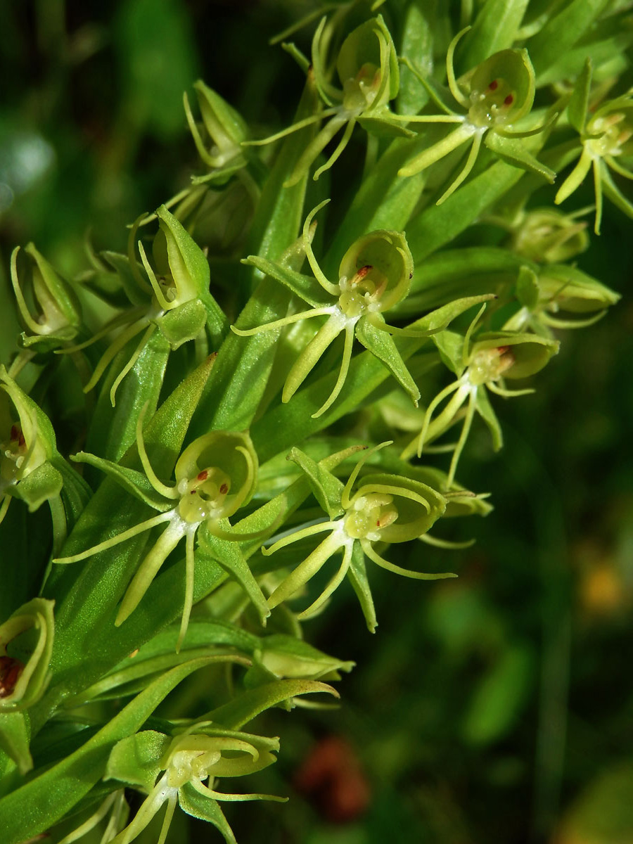 Habenaria repens Nutt.