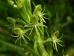 Habenaria repens Nutt.