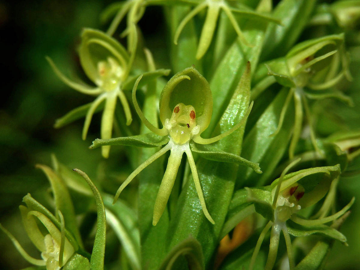 Habenaria repens Nutt.