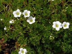 Lomikámen (Saxifraga trifurcata Schrad.)