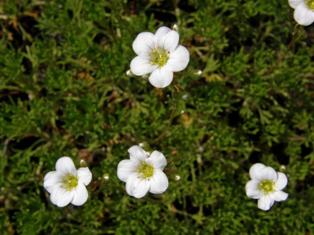 Lomikámen (Saxifraga trifurcata Schrad.)