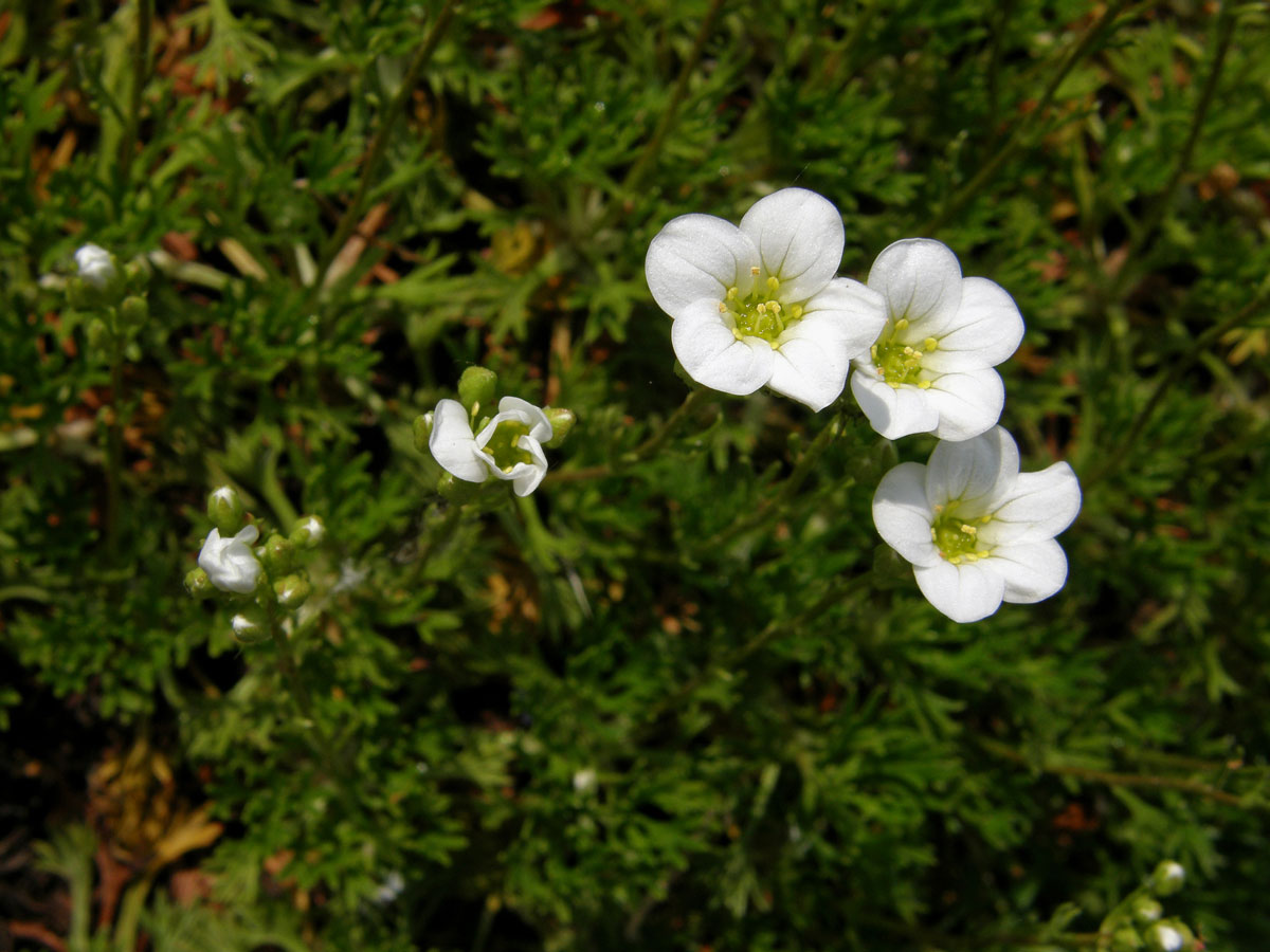 Lomikámen (Saxifraga trifurcata Schrad.)