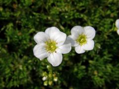 Lomikámen (Saxifraga trifurcata Schrad.)