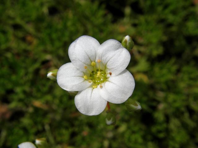 Lomikámen (Saxifraga trifurcata Schrad.)