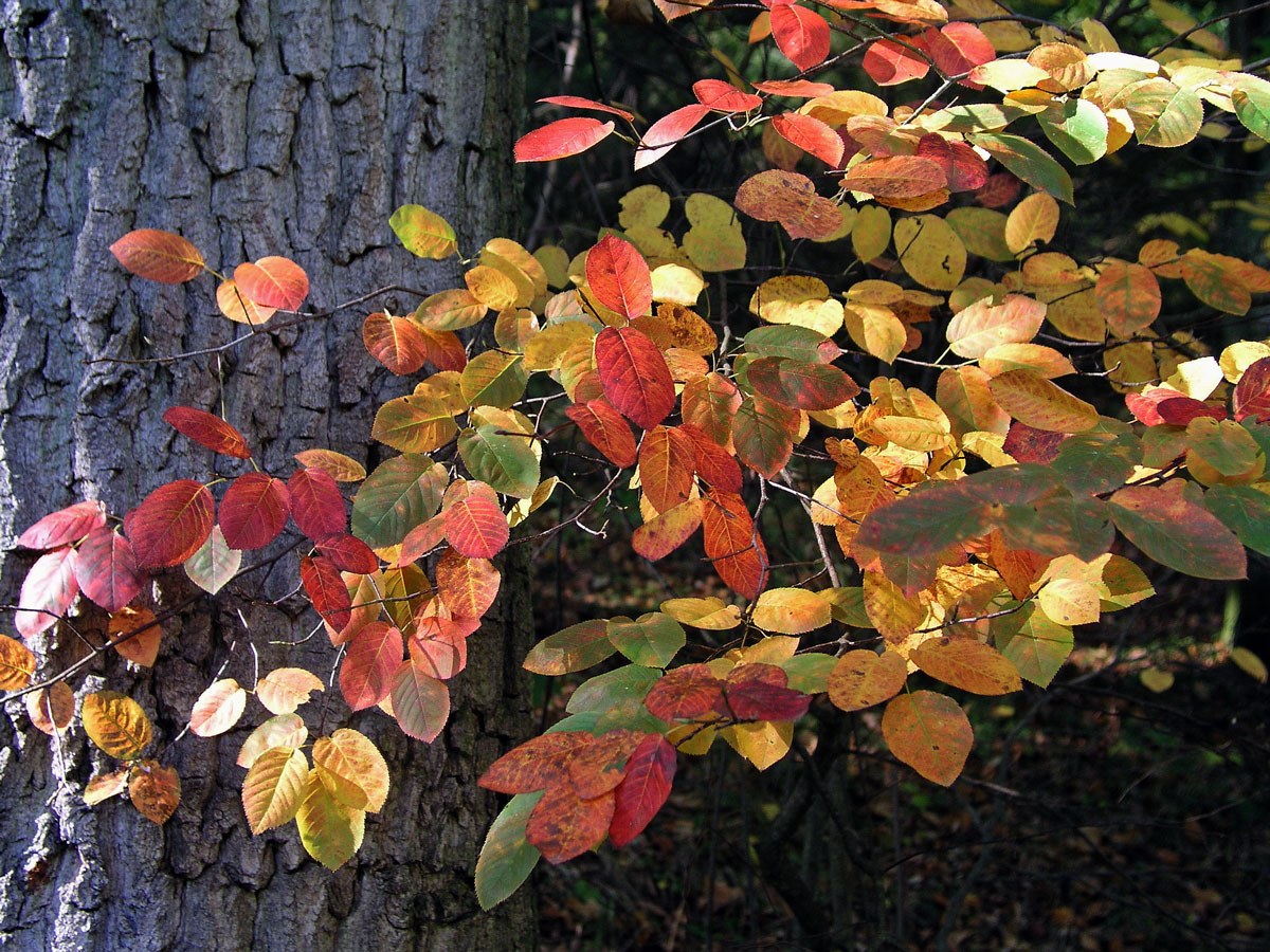 Muchovník Lamarckův (Amelanchier lamarckii Schroeder.)