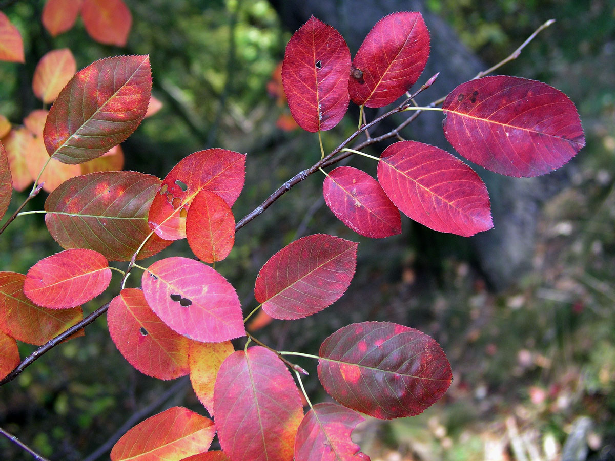 Muchovník Lamarckův (Amelanchier lamarckii Schroeder.)