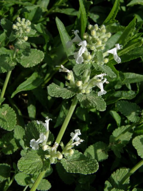 Šanta zkřížená (Nepeta faasenii Stearn) s bílými květy