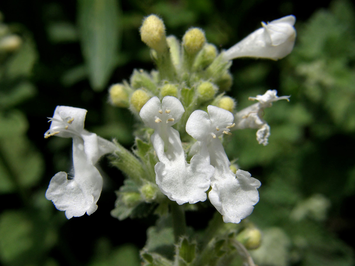 Šanta zkřížená (Nepeta faasenii Stearn) s bílými květy