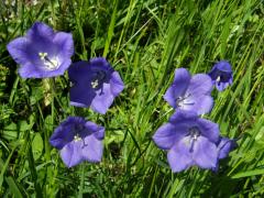 Zvonek kosníkovitý (Campanula rhomboidalis L.)