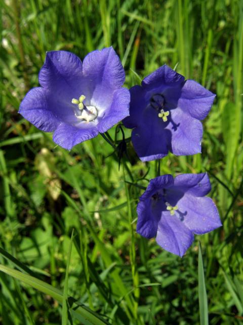 Zvonek kosníkovitý (Campanula rhomboidalis L.)