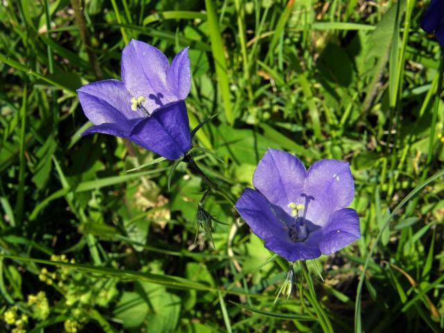 Zvonek kosníkovitý (Campanula rhomboidalis L.)