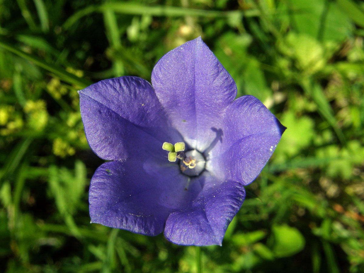 Zvonek kosníkovitý (Campanula rhomboidalis L.)