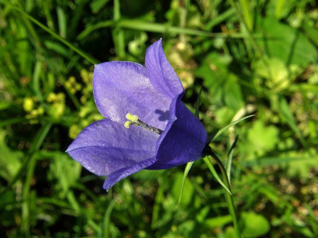 Zvonek kosníkovitý (Campanula rhomboidalis L.)