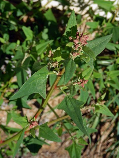 Lebeda hrálovitá širokolistá (Atriplex prostrata subsp. latifolia (Wahlenb.) Rauschert)