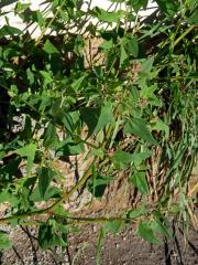 Lebeda hrálovitá širokolistá (Atriplex prostrata subsp. latifolia (Wahlenb.) Rauschert)