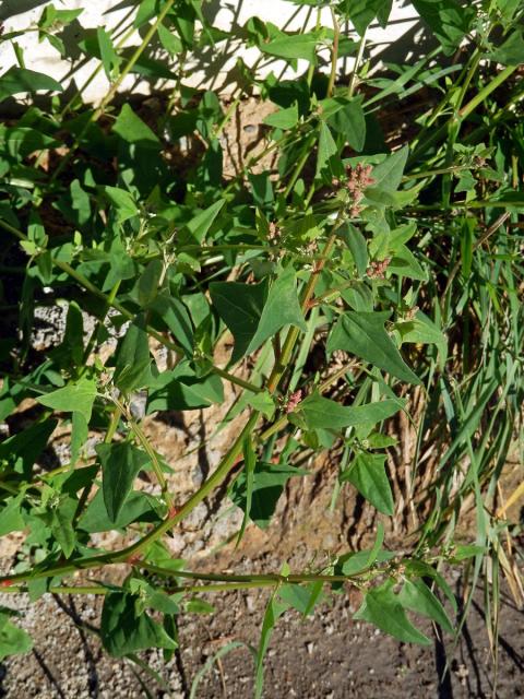 Lebeda hrálovitá širokolistá (Atriplex prostrata subsp. latifolia (Wahlenb.) Rauschert)