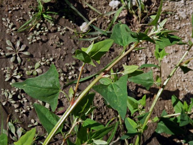 Lebeda hrálovitá širokolistá (Atriplex prostrata subsp. latifolia (Wahlenb.) Rauschert)