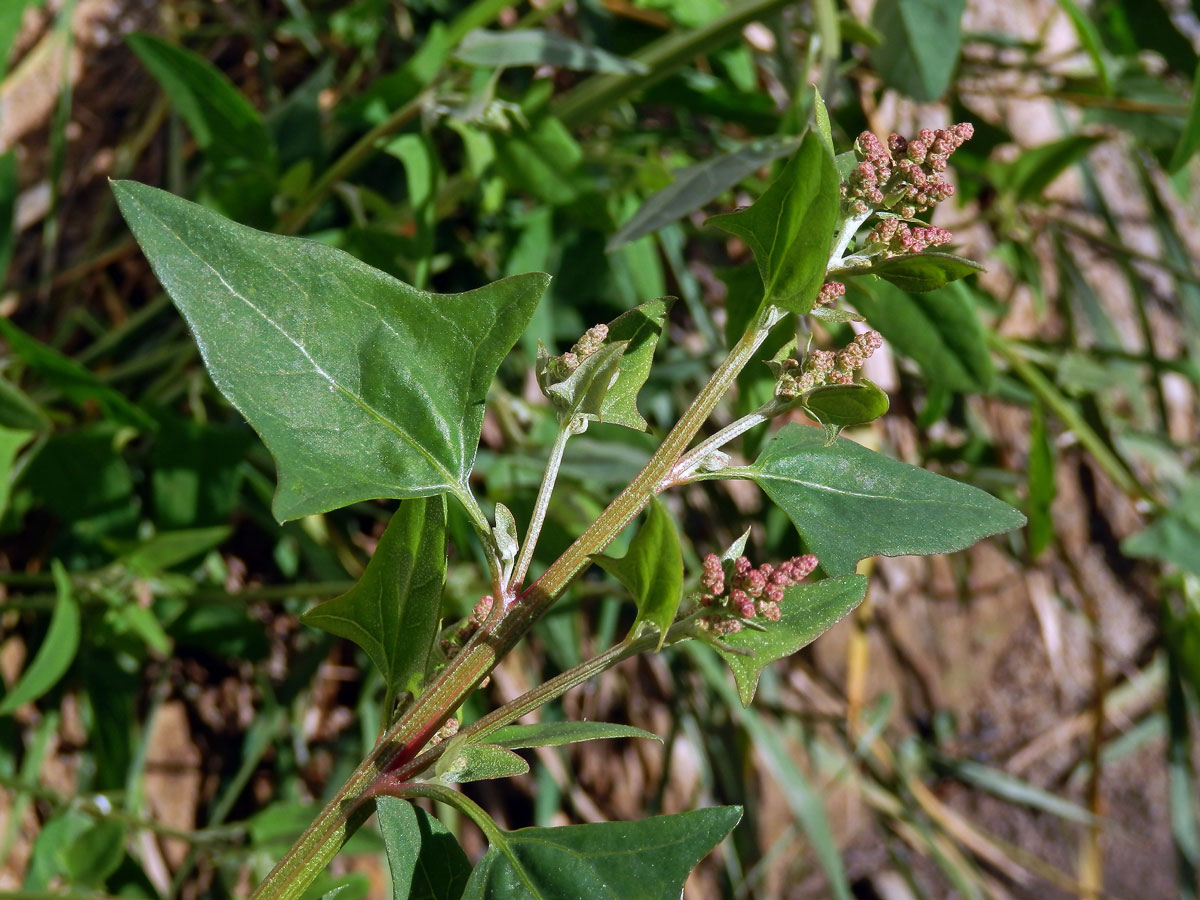 Lebeda hrálovitá širokolistá (Atriplex prostrata subsp. latifolia (Wahlenb.) Rauschert)