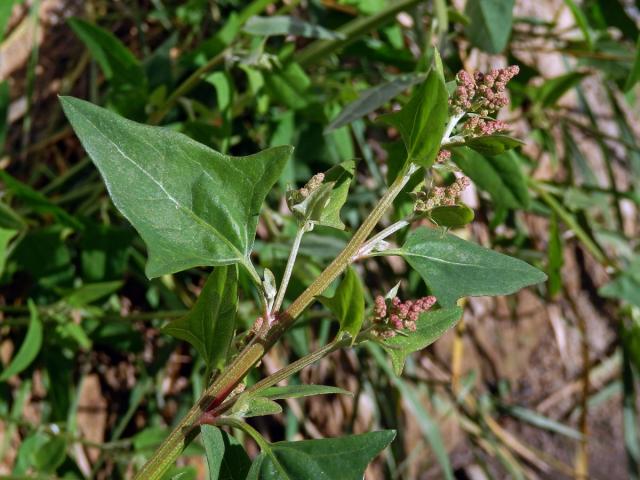 Lebeda hrálovitá širokolistá (Atriplex prostrata subsp. latifolia (Wahlenb.) Rauschert)