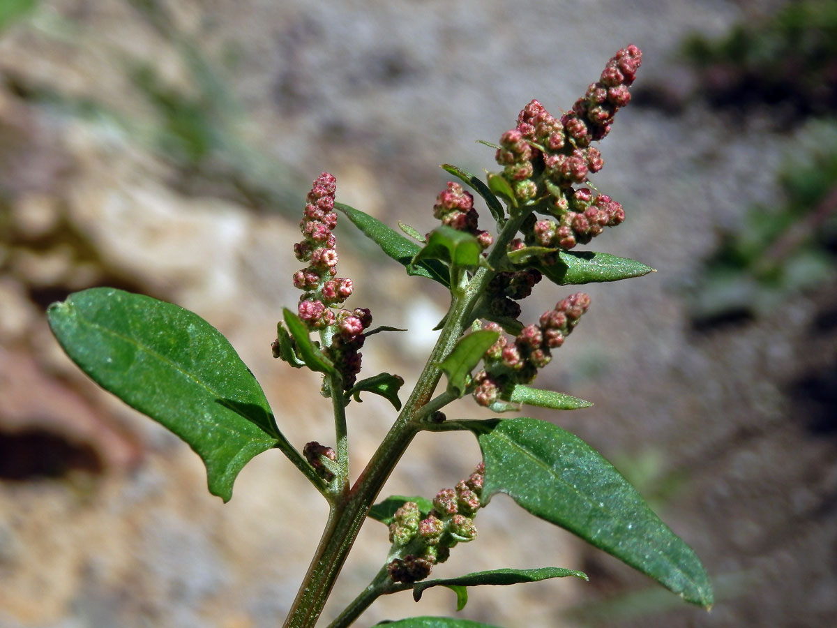 Lebeda hrálovitá širokolistá (Atriplex prostrata subsp. latifolia (Wahlenb.) Rauschert)