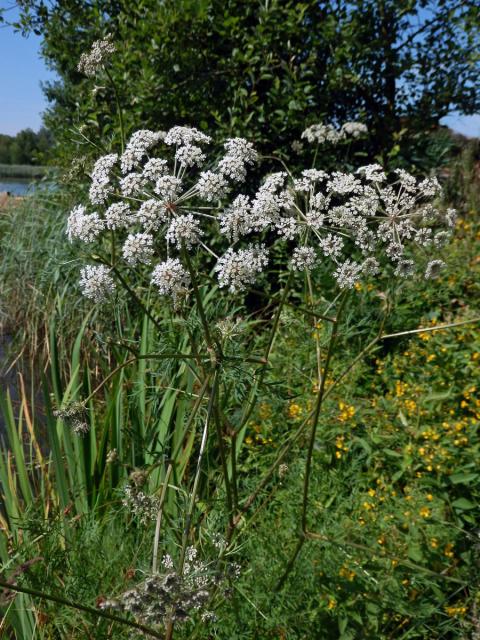 Smldník bahenní (Peucedanum palustre (L.) Moench)