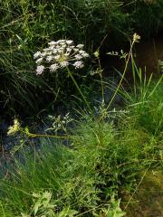 Smldník bahenní (Peucedanum palustre (L.) Moench)