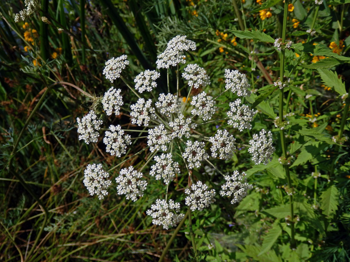 Smldník bahenní (Peucedanum palustre (L.) Moench)