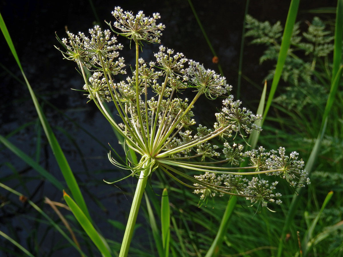 Smldník bahenní (Peucedanum palustre (L.) Moench)