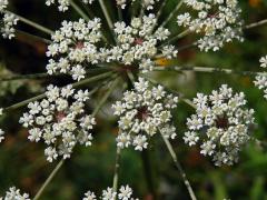 Smldník bahenní (Peucedanum palustre (L.) Moench)