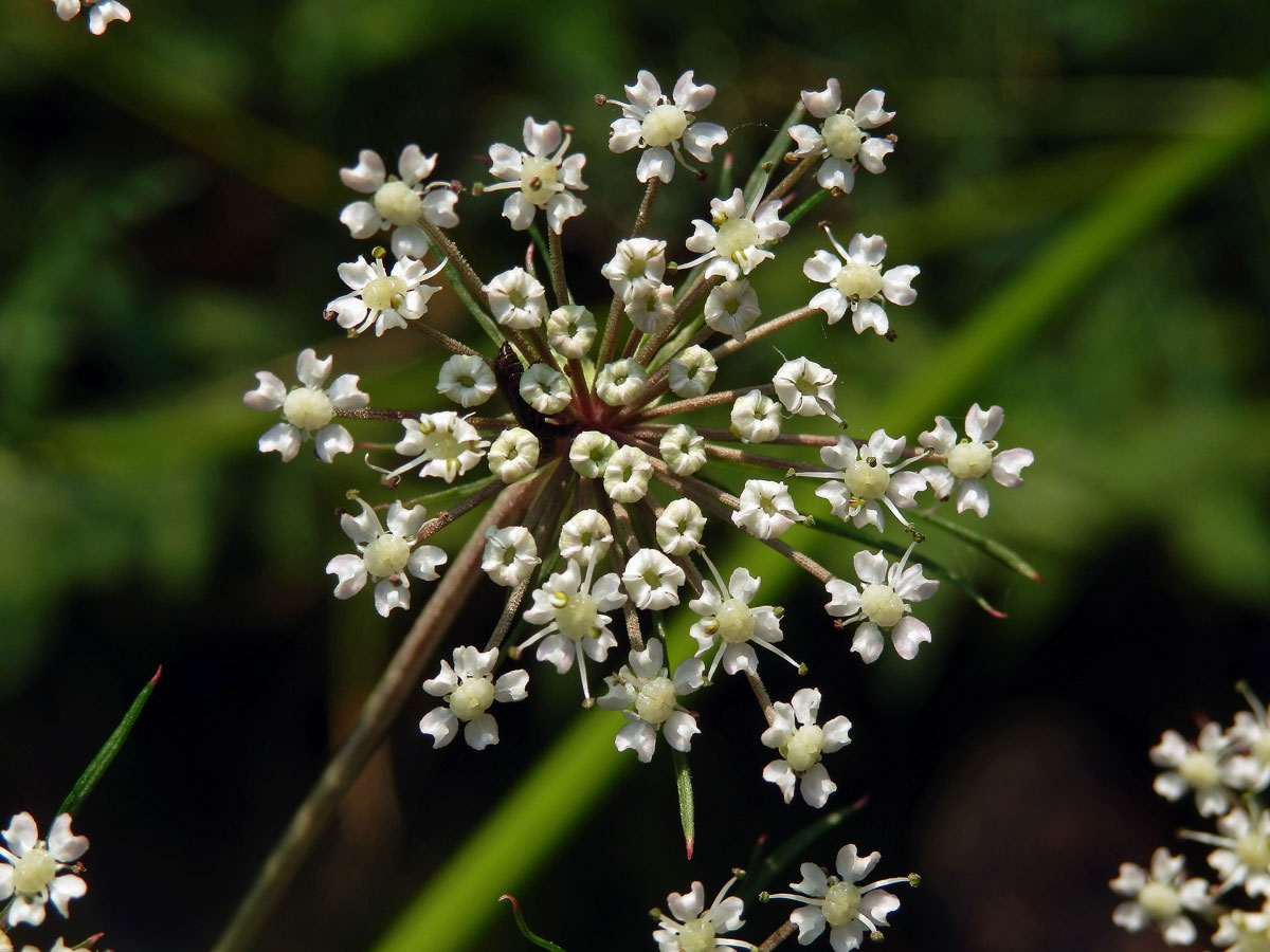 Smldník bahenní (Peucedanum palustre (L.) Moench)