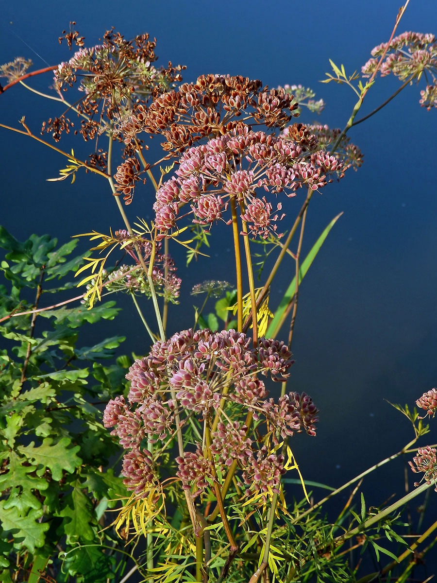 Smldník bahenní (Peucedanum palustre (L.) Moench)