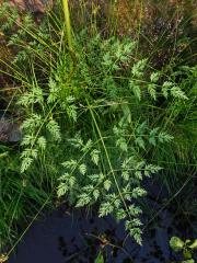 Smldník bahenní (Peucedanum palustre (L.) Moench)