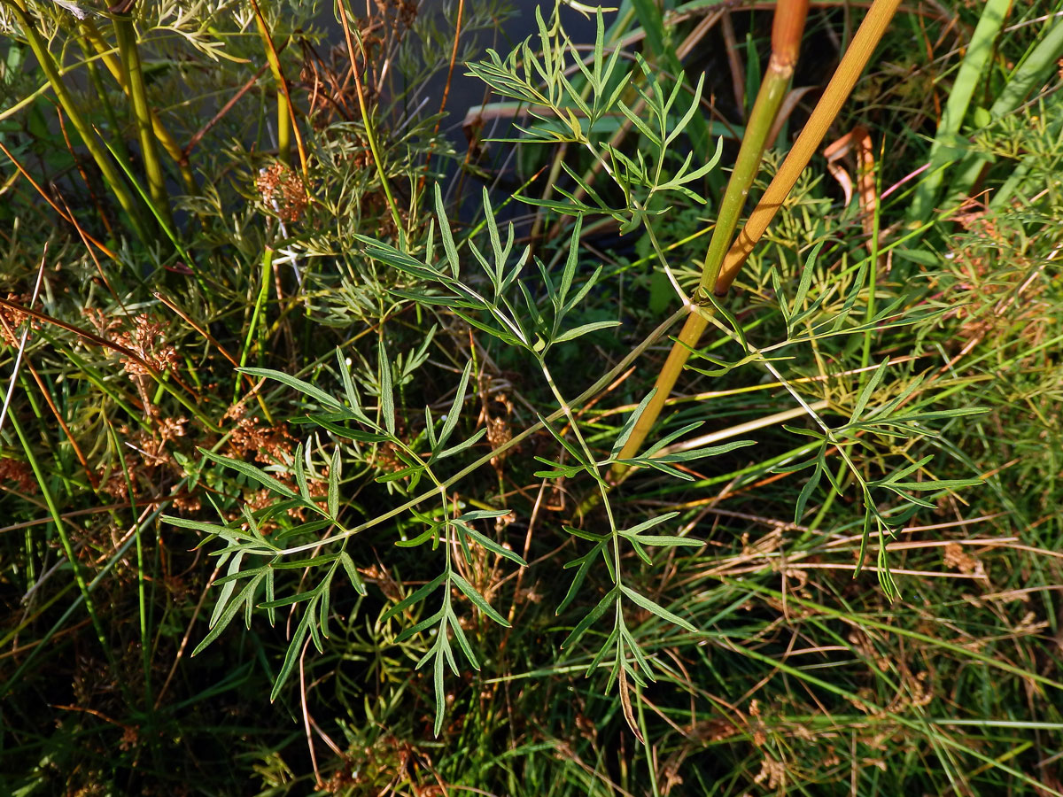 Smldník bahenní (Peucedanum palustre (L.) Moench)