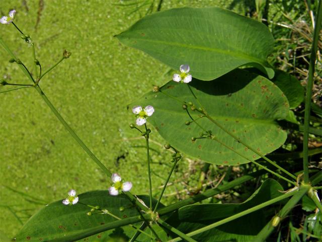 Žabník kopinatý (Alisma lanceolatum With.)