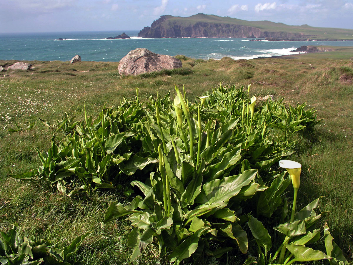 Kornoutice africká (Zantedeschia aethiopica (L.) Spreng.)