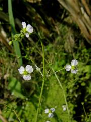 Žabník kopinatý (Alisma lanceolatum With.)