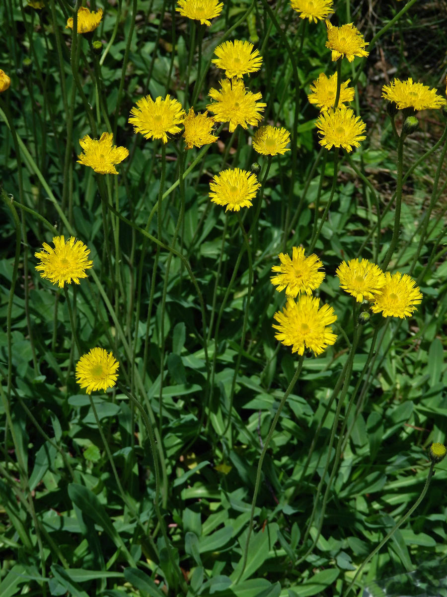 Jestřábník myší ouško (Hieracium lactucella Wallr.)