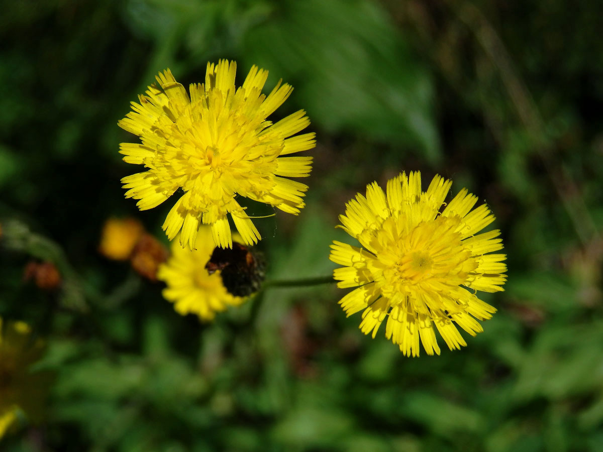 Jestřábník myší ouško (Hieracium lactucella Wallr.)