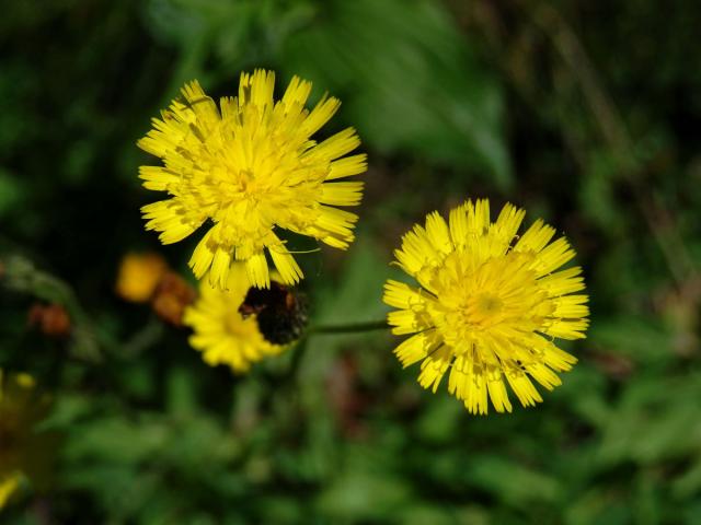 Jestřábník myší ouško (Hieracium lactucella Wallr.)