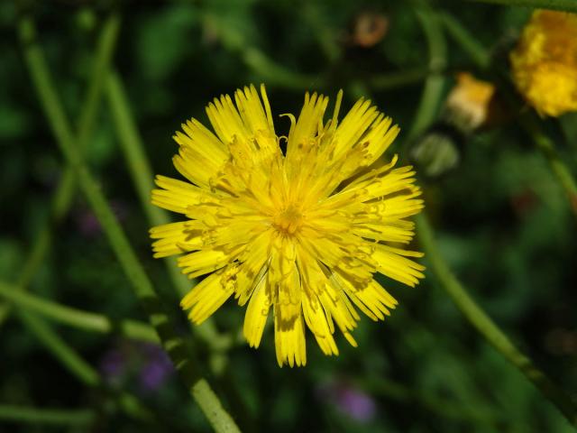 Jestřábník myší ouško (Hieracium lactucella Wallr.)