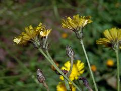 Jestřábník myší ouško (Hieracium lactucella Wallr.)