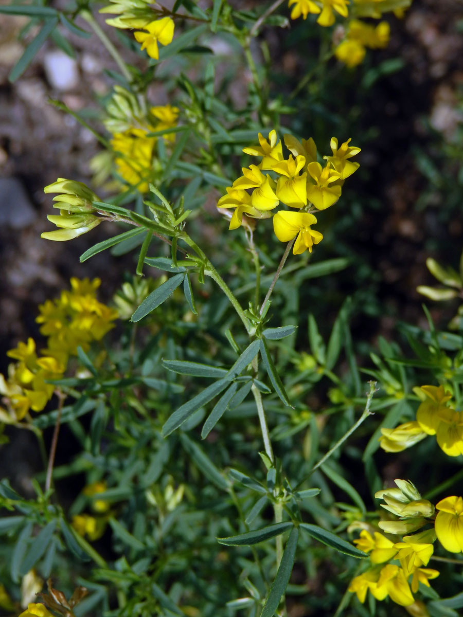 Tolice rozprostřená (Medicago prostrata Jacq.)